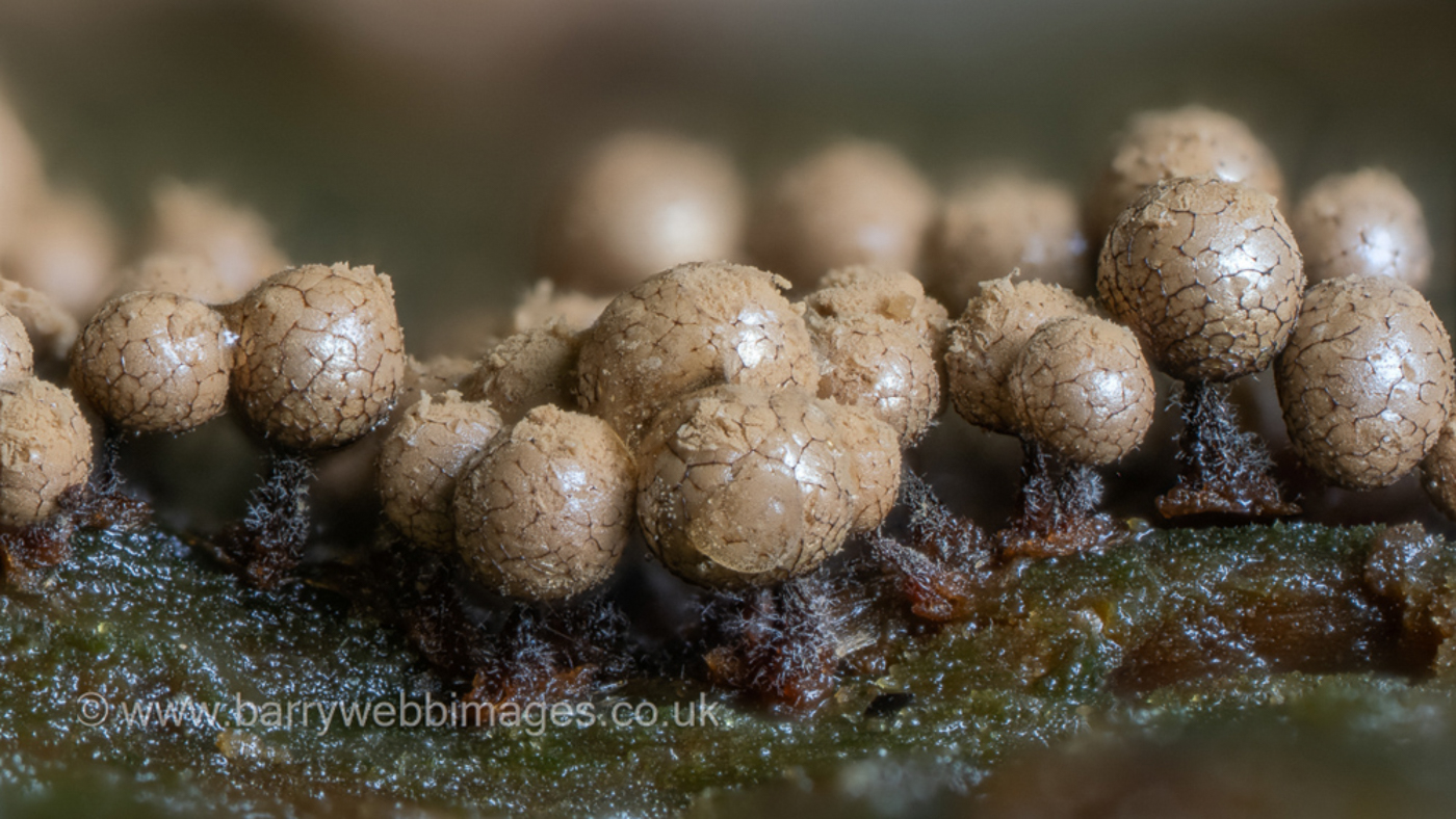 Photo © Barry Webb Cribraria argillacea by Barry Webb